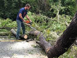 Best Stump Grinding and Removal  in Garrett, IN