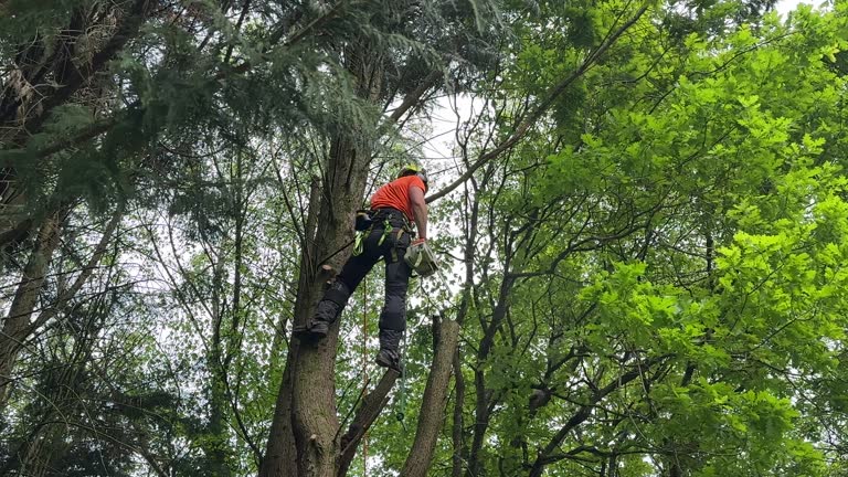 Best Tree Disease Treatment  in Garrett, IN