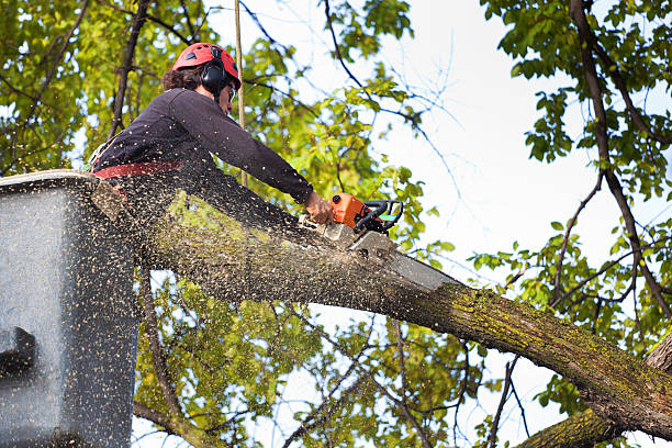 Best Tree Maintenance Programs  in Garrett, IN